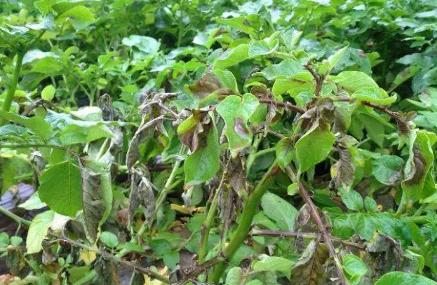 得了&ldquo;馬鈴薯晚疫病&rdquo;的馬鈴薯