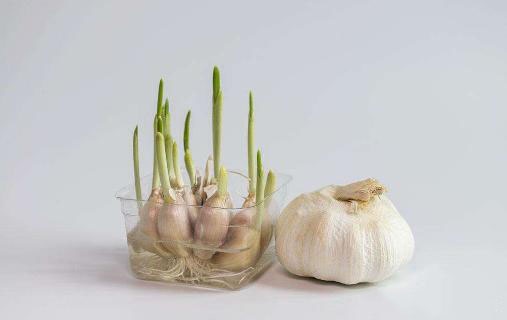 農(nóng)業(yè)科普：你所不知道的大蒜的秘密，帶你走進(jìn)大蒜的世界