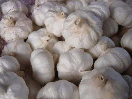農(nóng)業(yè)科普：你所不知道的大蒜的秘密，帶你走進(jìn)大蒜的世界