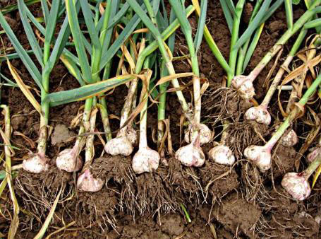 農(nóng)業(yè)科普：你所不知道的大蒜的秘密，帶你走進(jìn)大蒜的世界