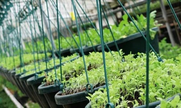 我國農(nóng)業(yè)生產(chǎn)在物聯(lián)網(wǎng)應(yīng)用方面存在的難題及解決措施