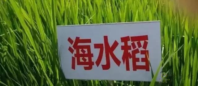 對(duì)不起，我跟著華為，辭職種地了！