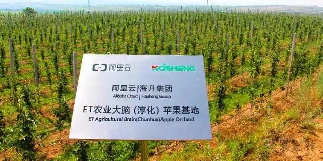 未來農(nóng)業(yè)價值可期！阿里、京東、華為，碧桂園紛紛發(fā)力數(shù)字農(nóng)業(yè)