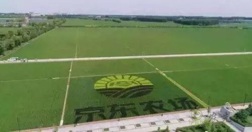 京東的這些&ldquo;網(wǎng)紅&rdquo;農(nóng)業(yè)項目，你都知道嗎？