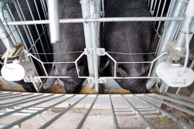 京東的這些&ldquo;網(wǎng)紅&rdquo;農(nóng)業(yè)項目，你都知道嗎？