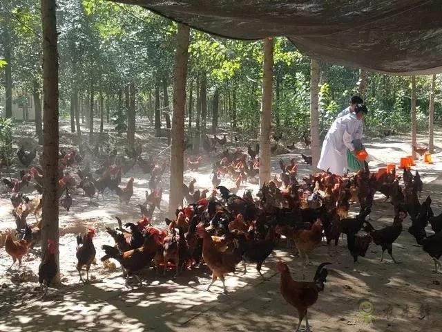 京東的這些&ldquo;網(wǎng)紅&rdquo;農(nóng)業(yè)項目，你都知道嗎？