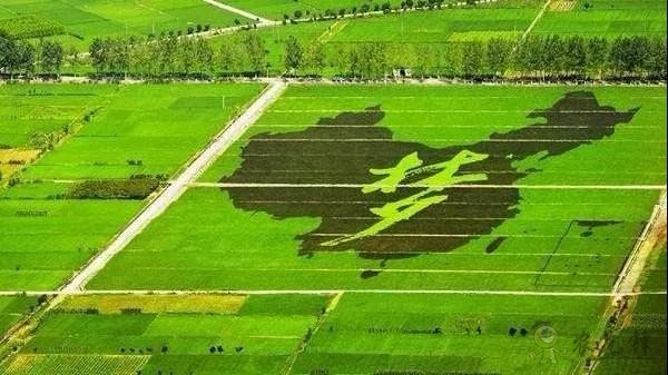 區(qū)塊鏈農(nóng)業(yè)迎來政策風(fēng)向標(biāo)！