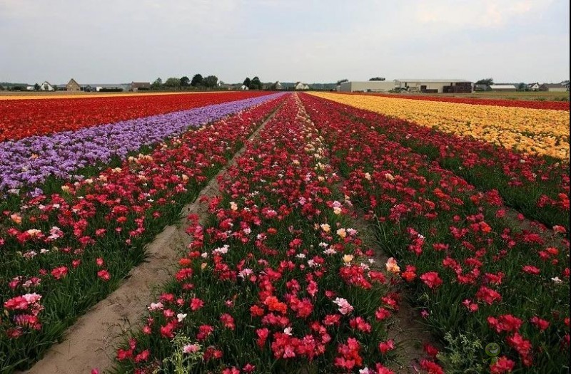 荷蘭農(nóng)業(yè)值得中國(guó)學(xué)習(xí)的五大經(jīng)營(yíng)模式