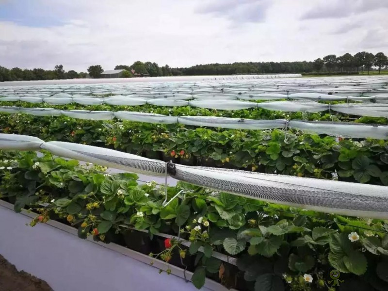 荷蘭農(nóng)業(yè)值得中國(guó)學(xué)習(xí)的五大經(jīng)營(yíng)模式