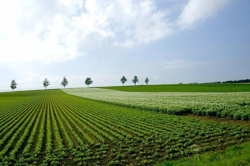 現(xiàn)代農(nóng)業(yè)發(fā)展趨勢(shì)如何？有哪些新模式？