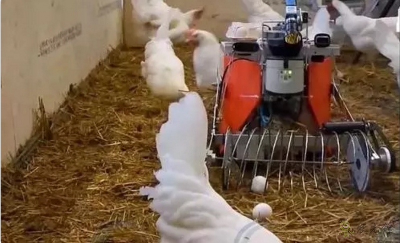 當(dāng)機(jī)器人走進(jìn)農(nóng)場，奶牛都震驚了！