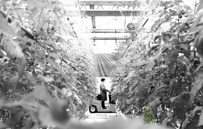 河北南和：&ldquo;智慧農(nóng)業(yè)&rdquo;助推鄉(xiāng)村振興