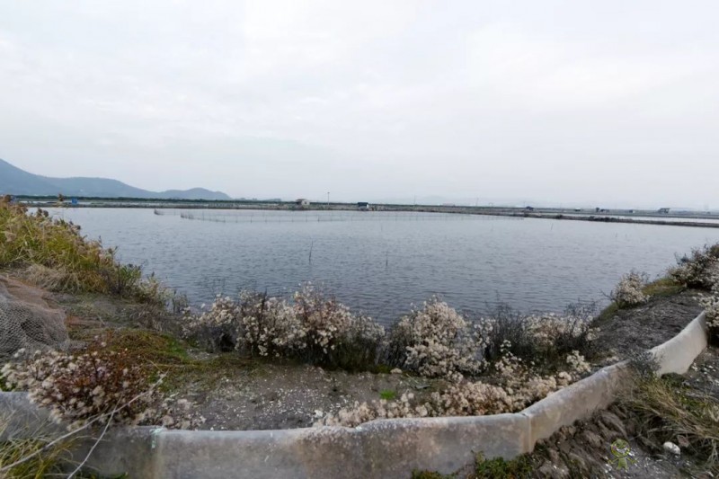 網易味央（三門）現(xiàn)代農業(yè)示范園正式開工！