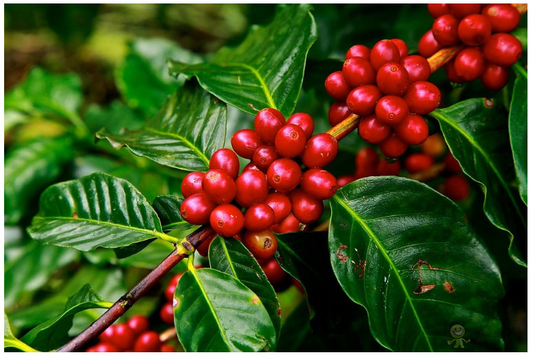 大數(shù)據(jù)是如何推進農(nóng)業(yè)的