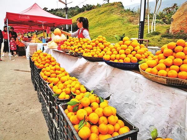 印江推進現(xiàn)代農(nóng)業(yè)提質(zhì)增效