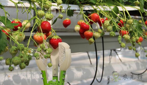 農(nóng)業(yè)機(jī)器人大規(guī)模投產(chǎn)，以后農(nóng)民靠什么收入？