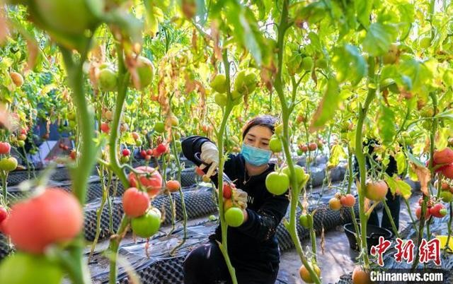 呼和浩特農(nóng)業(yè)示范園緊抓農(nóng)時積極生產(chǎn)