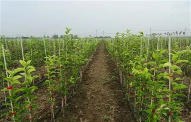 東營廣饒：農業裝上&ldquo;工業翅膀&rdquo;