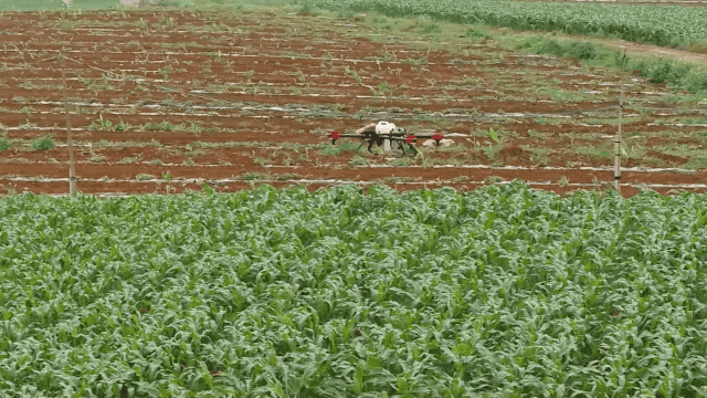 &ldquo;聯(lián)手治蝗&rdquo;巴基斯坦將在農業(yè)中投入更多如無人機等高新技術