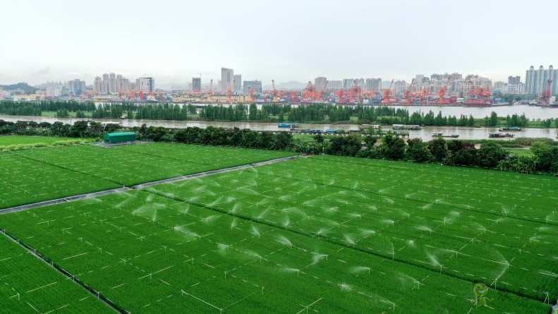 廣東黃埔長洲島啟動(dòng)建設(shè)現(xiàn)代農(nóng)業(yè)科技&ldquo;黃埔軍校&rdquo;