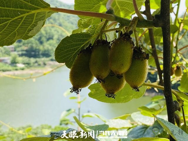 貴陽：大數(shù)據(jù)讓農(nóng)戶嘗到了智慧農(nóng)業(yè)的&ldquo;甜頭&rdquo;