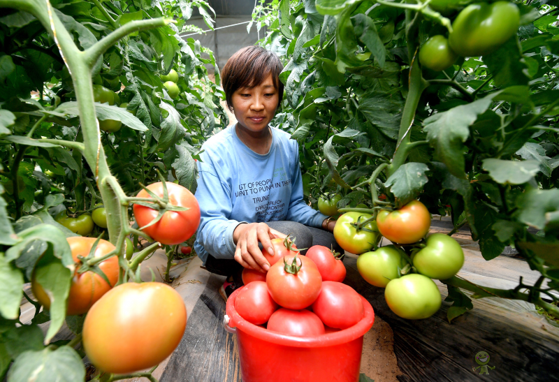 陜西加快構(gòu)建現(xiàn)代農(nóng)業(yè)&ldquo;三大體系&rdquo;