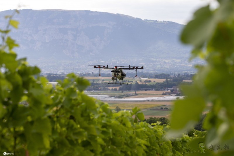 農(nóng)業(yè)無人機用于葡萄園管理