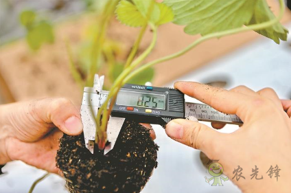 &ldquo;頂尖農(nóng)人VS人工智能&rdquo;的草莓種植比賽