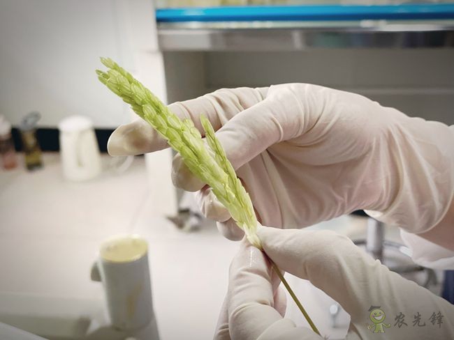 大壙圩農(nóng)場智慧農(nóng)業(yè)的高標(biāo)準(zhǔn)農(nóng)田