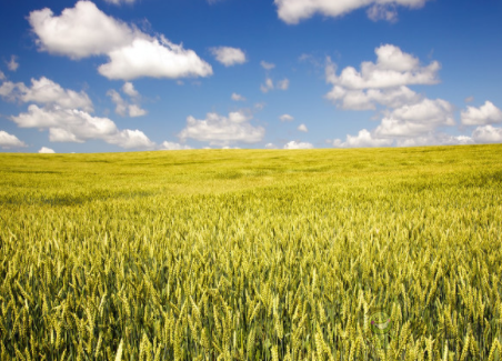 農(nóng)業(yè)傳感器在智慧農(nóng)業(yè)中的應用