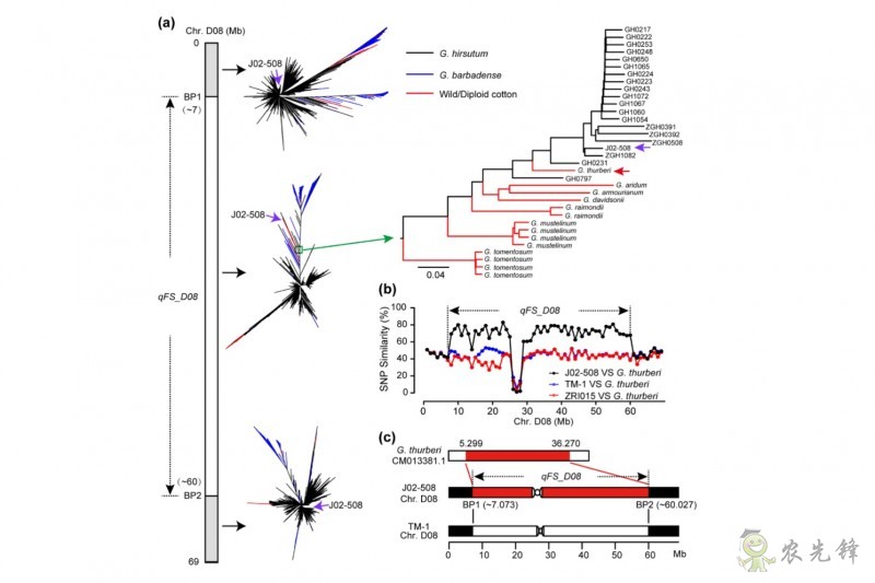 我科學(xué)家揭示棉花纖維強度提升主要原因