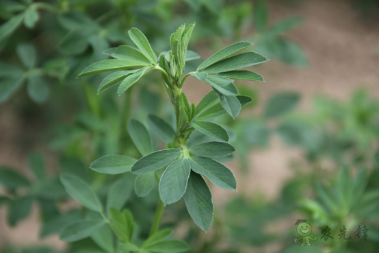 &ldquo;太空里種草&rdquo; 紫花苜蓿、燕麥在嫦娥五號上進行誘變實驗