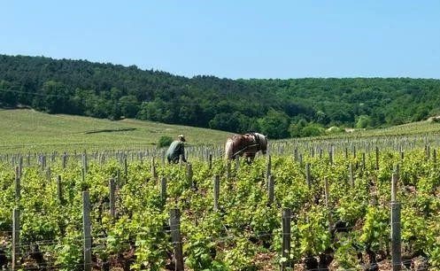 法國農(nóng)業(yè)