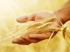 中央經(jīng)濟(jì)工作會議再提糧食安全：解決“種子”問題，守住18億畝耕地紅線