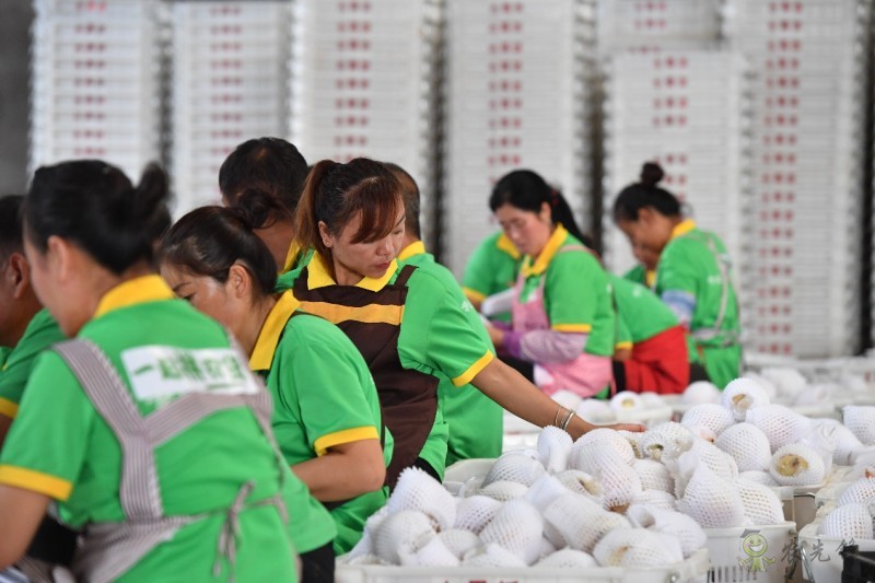 拼多多持續再加碼農業，&ldquo;最初一公里&rdquo;構架基本完成