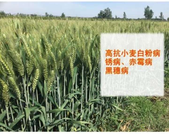 農(nóng)業(yè)科普