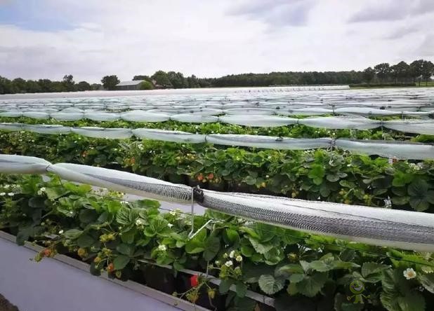 荷蘭農(nóng)業(yè)