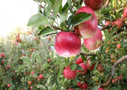 &ldquo;鳳凰&rdquo;（Phoenix）農(nóng)業(yè)機(jī)器人