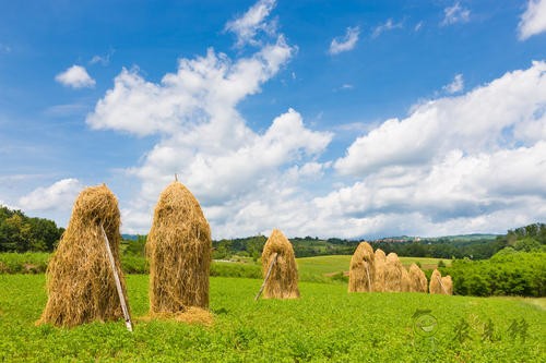 德國(guó)農(nóng)業(yè)