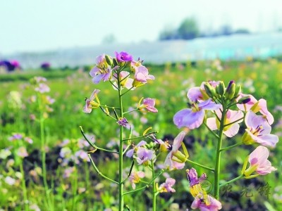 現(xiàn)代農業(yè)