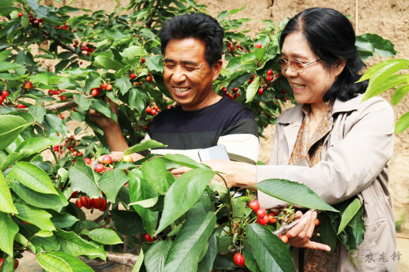 現(xiàn)代農業(yè)