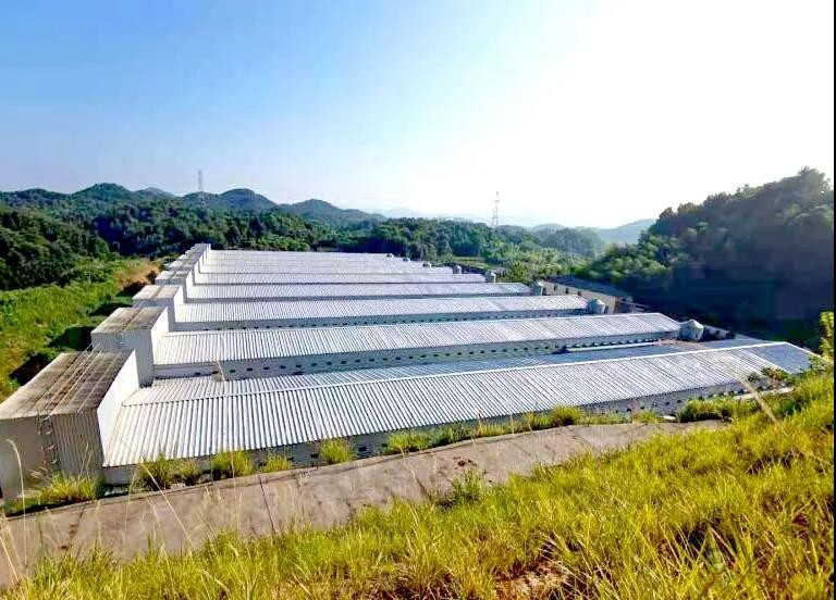 金華畜牧企業(yè)紛紛轉(zhuǎn)向&ldquo;四無(wú)&rdquo;養(yǎng)殖模式