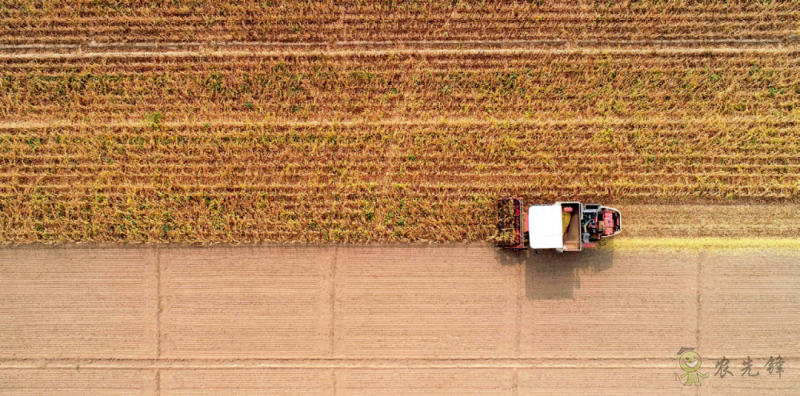 《瞭望》：?國產大豆之困