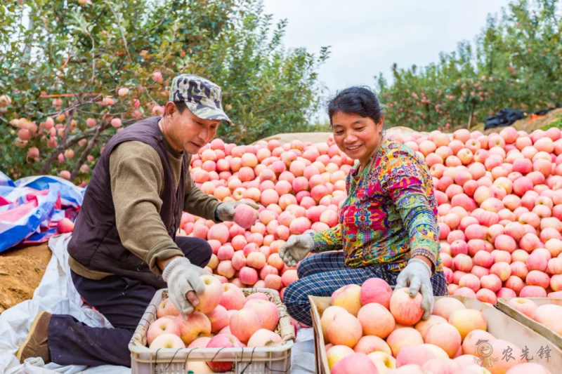 從平度實(shí)踐找尋脫貧與振興有效銜接的&ldquo;產(chǎn)業(yè)密碼&rdquo;