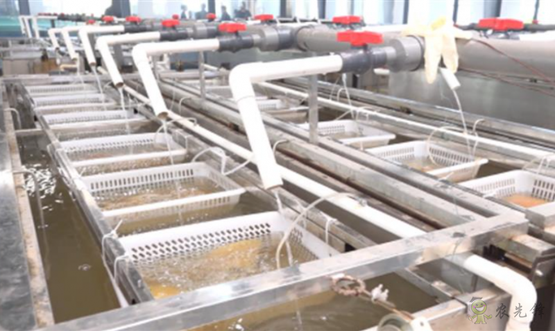 鮰魚新品種&ldquo;江豐1號&rdquo;產(chǎn)業(yè)支撐效果顯著