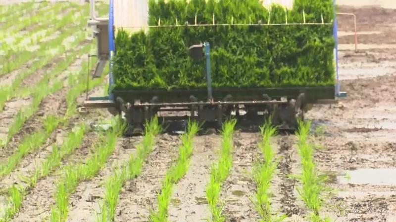 智慧農(nóng)機(jī)上陣 ！無人駕駛插秧機(jī)開始大面積試點！