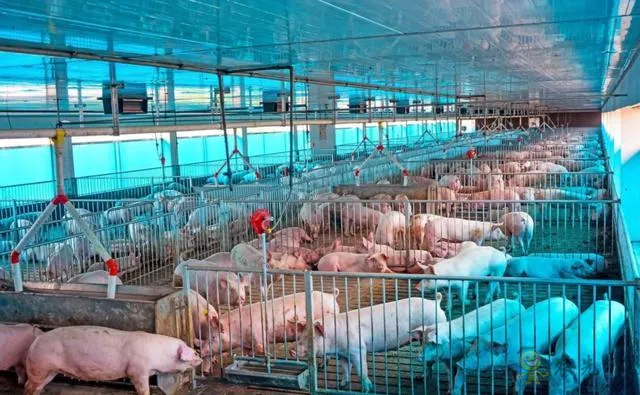 浙江：未來，數(shù)字化設(shè)施裝備是規(guī)模豬場的標(biāo)配