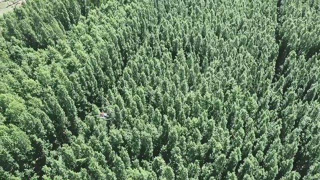 新疆 4 萬畝楊樹林蟲害爆發(fā)，極飛農(nóng)業(yè)無人機(jī)升空阻擊