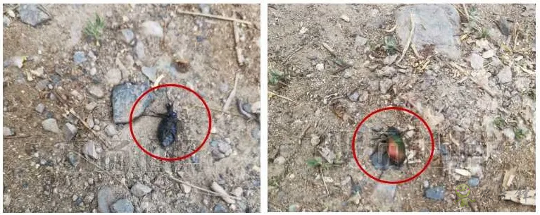 新疆 4 萬畝楊樹林蟲害爆發(fā)，極飛農(nóng)業(yè)無人機(jī)升空阻擊