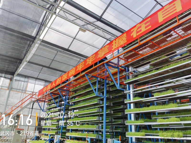 水稻工廠化育秧之立體層架晚稻育秧的幾點(diǎn)注意事項(xiàng)